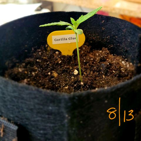 Gorilla Glue growlog timeline photo