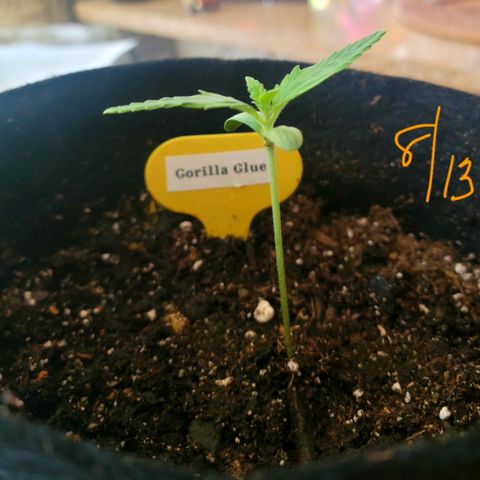 Gorilla Glue growlog timeline photo