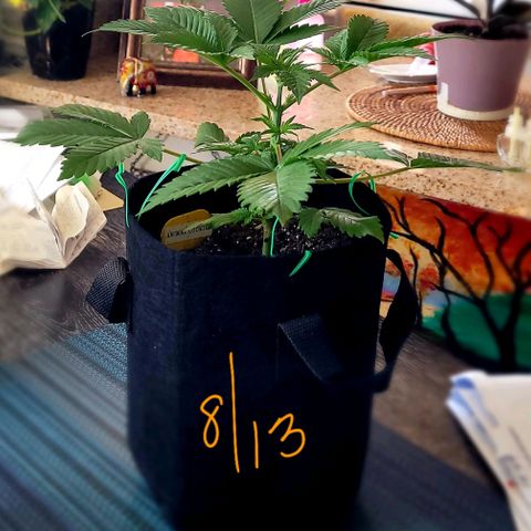 Animal Cookies  growlog timeline photo