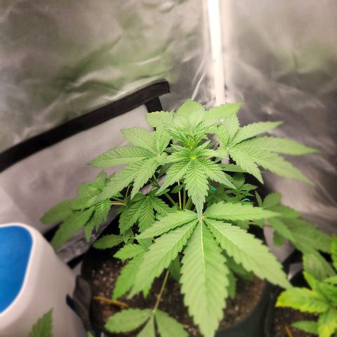 Black Caddy growlog timeline photo