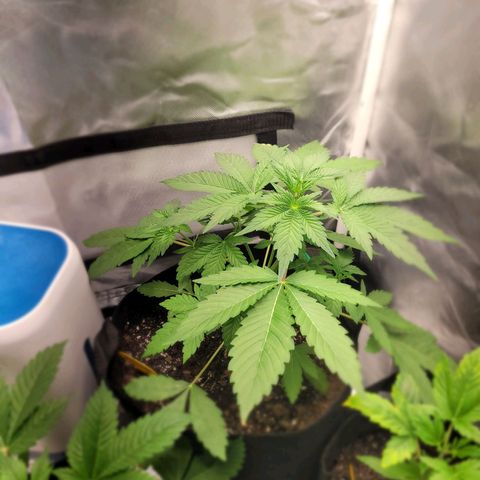 Black Caddy growlog timeline photo