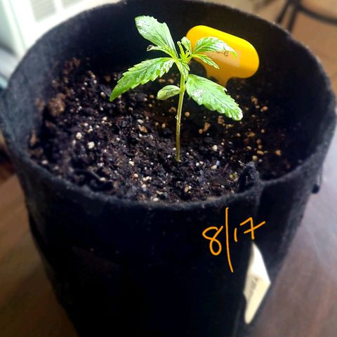 G-G growlog timeline photo