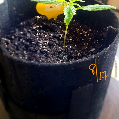 G-G growlog timeline photo
