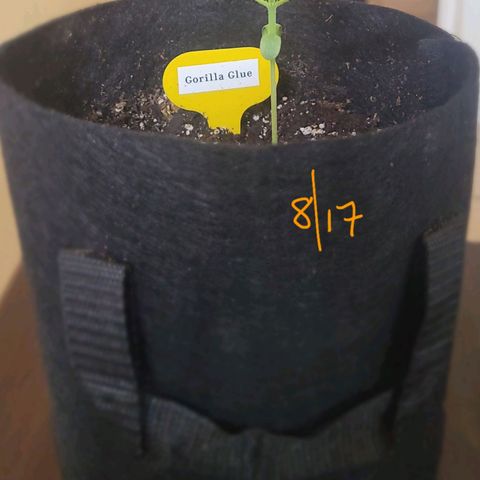 Gorilla Glue growlog timeline photo