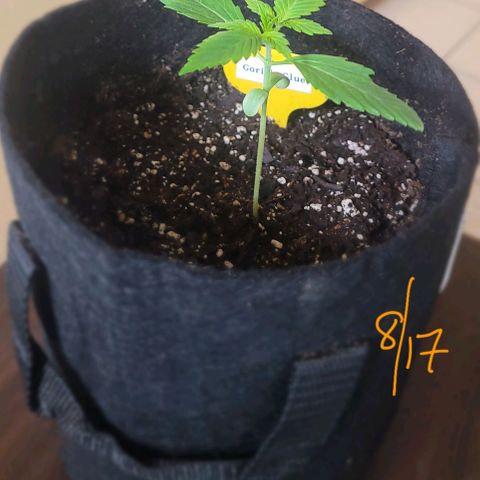 Gorilla Glue growlog timeline photo
