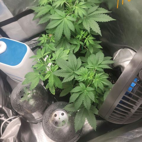 Black Caddy growlog timeline photo