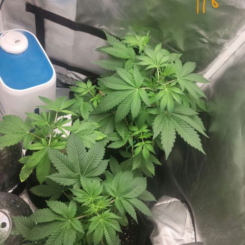 Black Caddy growlog timeline photo