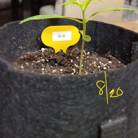 G-G growlog timeline photo