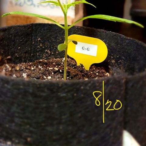 G-G growlog timeline photo