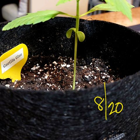 Gorilla Glue growlog timeline photo