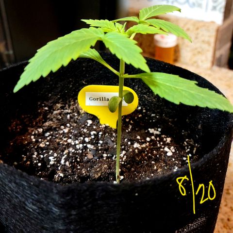 Gorilla Glue growlog timeline photo