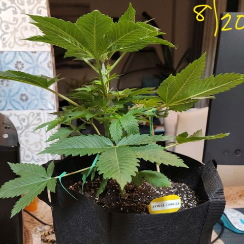 Animal Cookies  growlog timeline photo