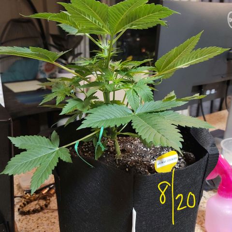 Animal Cookies  growlog timeline photo