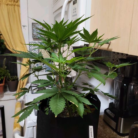 Black Caddy growlog timeline photo