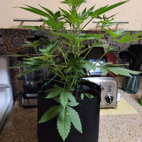 Black Caddy growlog timeline photo