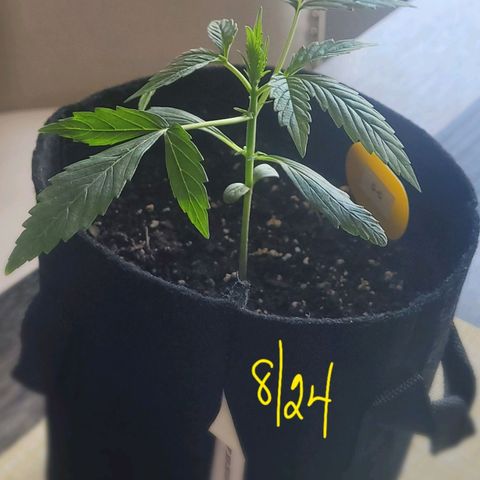 G-G growlog timeline photo