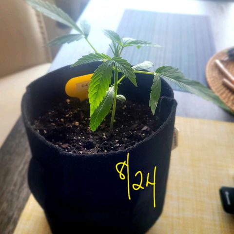 G-G growlog timeline photo