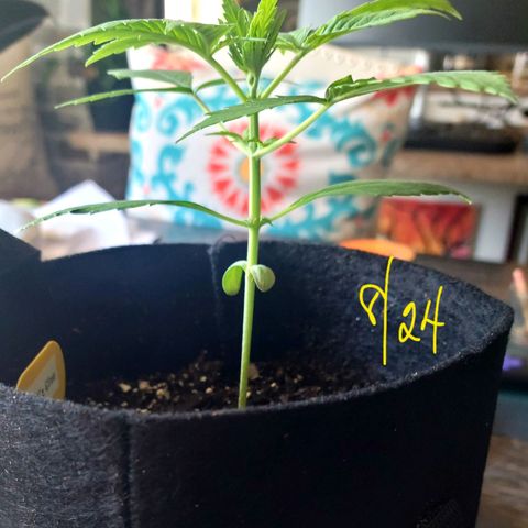 Gorilla Glue growlog timeline photo