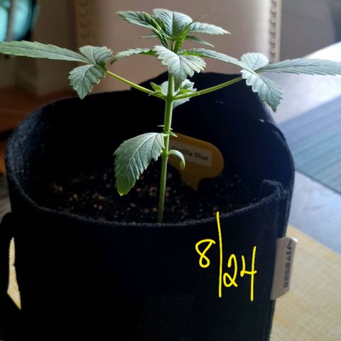 Gorilla Glue growlog timeline photo