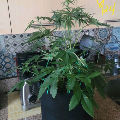 Black Caddy growlog timeline photo