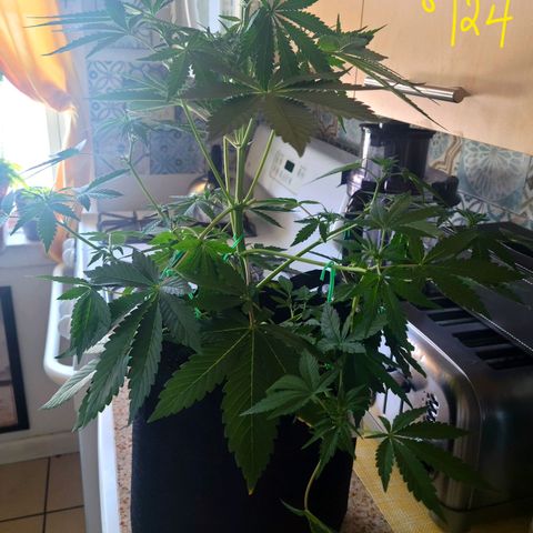 Black Caddy growlog timeline photo