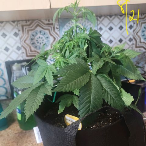 Animal Cookies  growlog timeline photo
