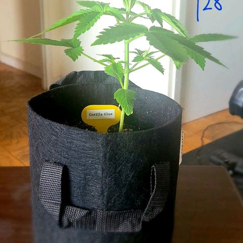 Gorilla Glue growlog timeline photo