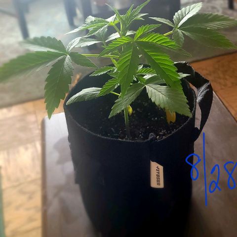 Gorilla Glue growlog timeline photo