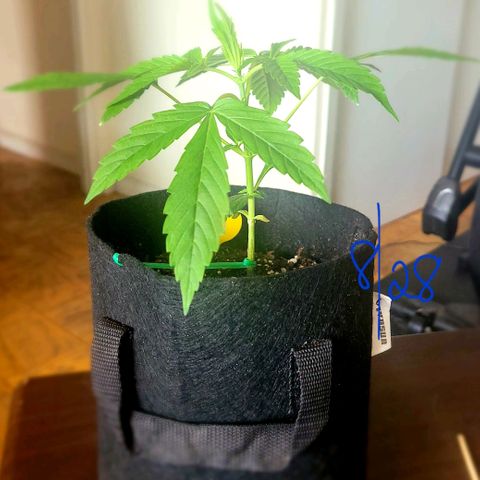 G-G growlog timeline photo