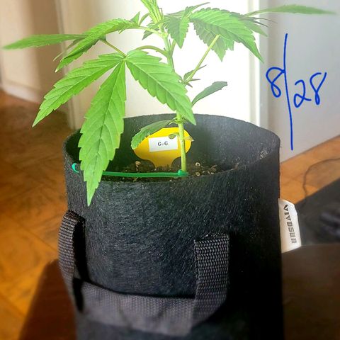 G-G growlog timeline photo