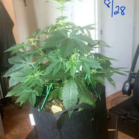 Animal Cookies  growlog timeline photo