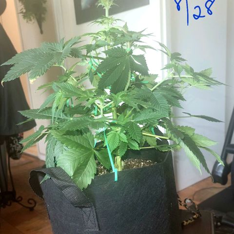 Animal Cookies  growlog timeline photo