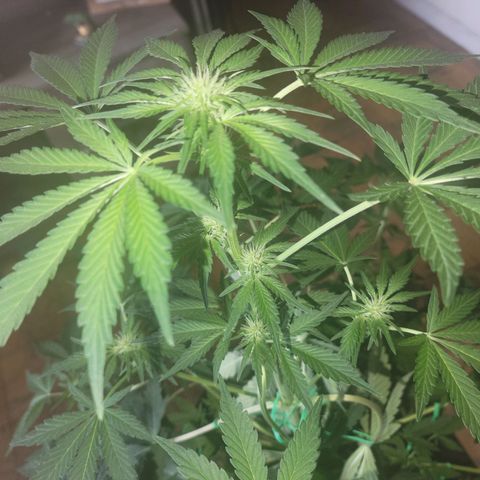 Black Caddy growlog timeline photo