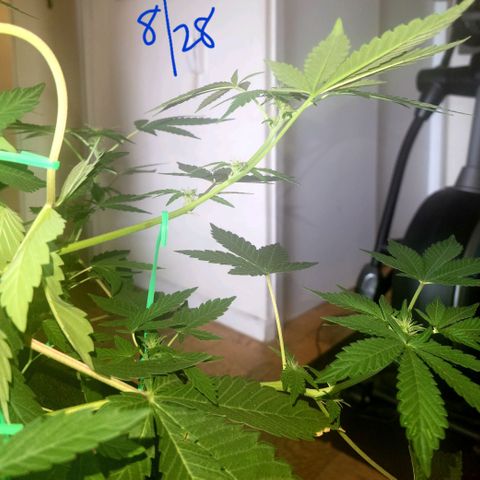 Black Caddy growlog timeline photo