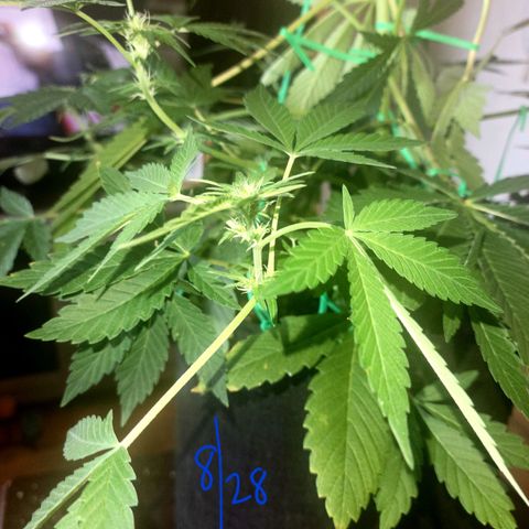 Black Caddy growlog timeline photo