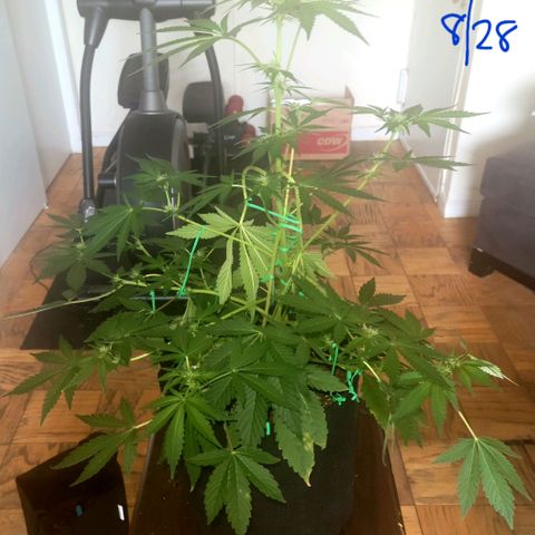 Black Caddy growlog timeline photo