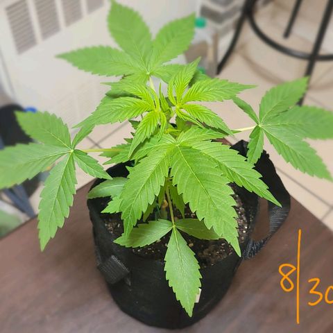 Gorilla Glue growlog timeline photo