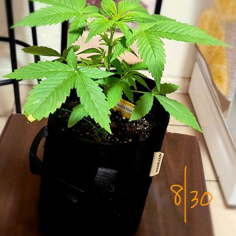Gorilla Glue growlog timeline photo