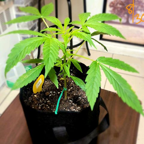 G-G growlog timeline photo