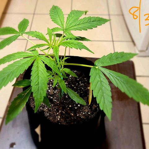G-G growlog timeline photo