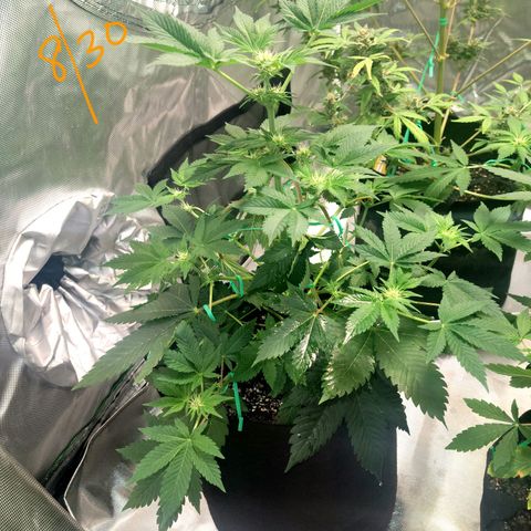 Animal Cookies  growlog timeline photo