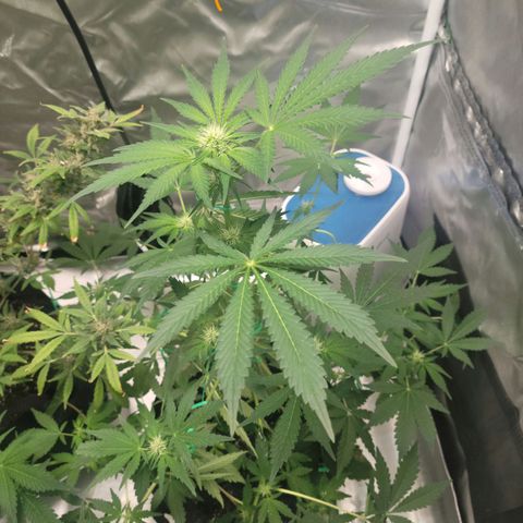 Black Caddy growlog timeline photo