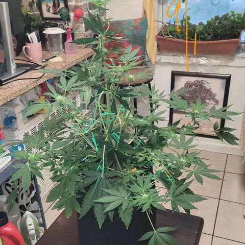 Black Caddy growlog timeline photo