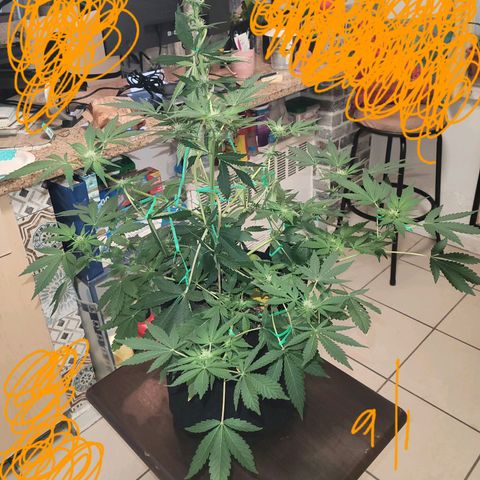 Black Caddy growlog timeline photo