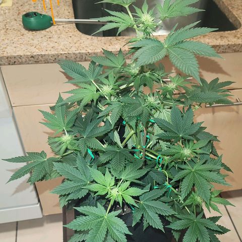 Animal Cookies  growlog timeline photo