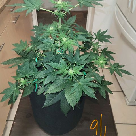 Animal Cookies  growlog timeline photo