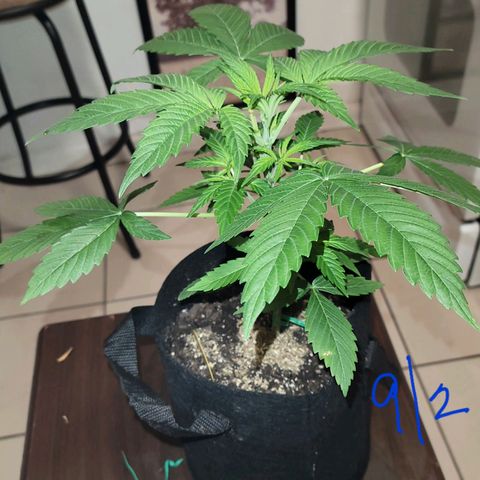 Gorilla Glue growlog timeline photo