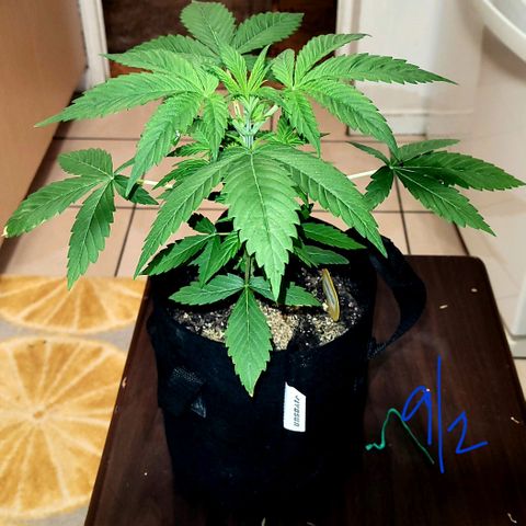 Gorilla Glue growlog timeline photo