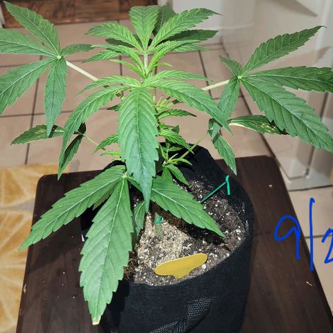 G-G growlog timeline photo