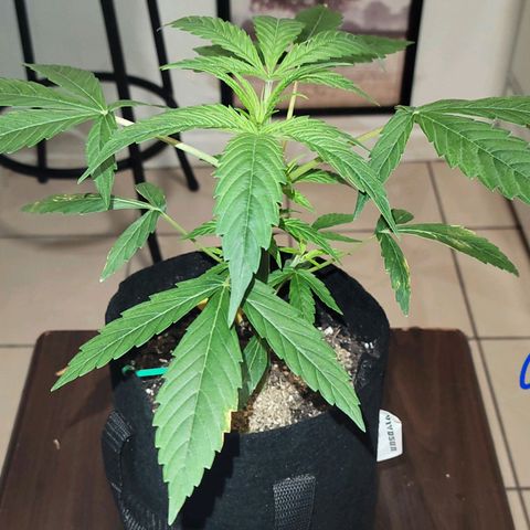 G-G growlog timeline photo